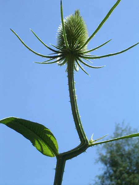 File:Dipsacus fullonum mit Ecken.jpg