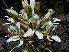 Description de l'image Disa draconis flower 3.JPG.