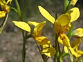 Diuris aurea