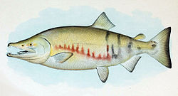 Illustration d'un saumon du Pacifique mâle