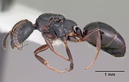 Dolichoderus plagiatus