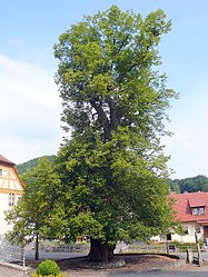 Dorflinde in Haselbach.jpg