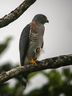 Double-toothed kite Species of bird