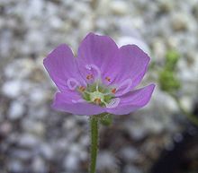 Untergattung Drosera Sektion Bryastrum: Drosera pulchella