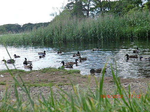 Ducks Swimming in the Lake at Bunrower - panoramio