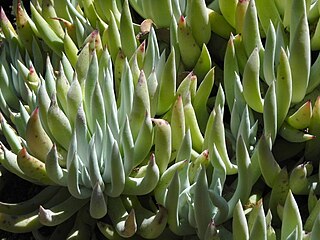 <i>Dudleya albiflora</i> Species of succulent