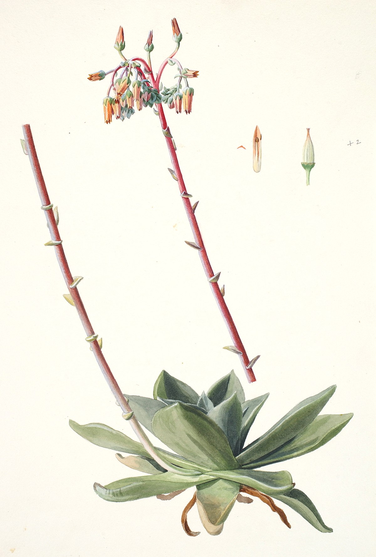 Dudleya rigida - Wikipedia