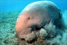 Dugongs sift through the seafloor in search of seagrasses. Dugong-rutger geerling.jpg