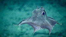 Photograph of a grey-blue octopus with webbed arms swimming above the seafloor.
