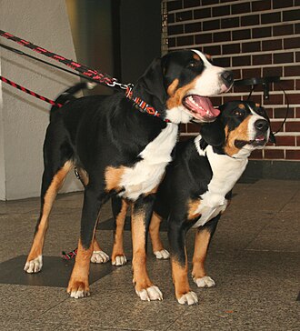 A Grosser Schweizer Sennenhund (left) and an Entlebucher Sennenhund (right) Duzy szwajcarski pies i entelbuher pl.jpg