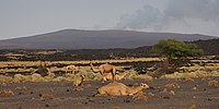 Панорама вулкану Ерта-Але, регіон Афар, Ефіопія