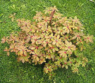 <i>Euphorbia bongolavensis</i> Species of flowering plant