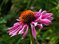 * Nomination Rudbeckia hirta in the botanical garden in the Bamberg municipal park --Ermell 05:59, 4 August 2020 (UTC) * Promotion  Support Good quality -- Johann Jaritz 06:37, 4 August 2020 (UTC)