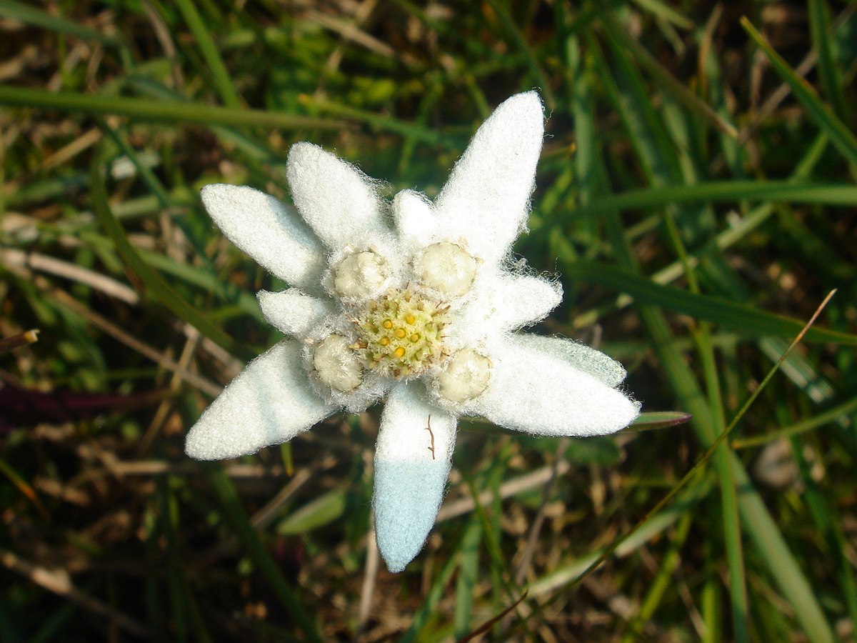 Edelweiss Wiktionary