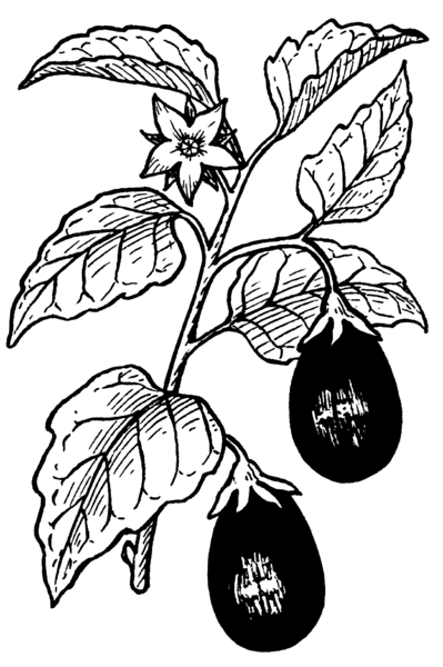 File:Eggplant (PSF).png