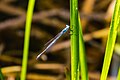 Elegan spreadwing (?) (42923927762).jpg