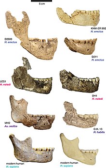 Jaw of Homo ergaster (KNM ER 992 in the top-right, labelled as Homo erectus in the image) compared to jaws of other members of the genus Homo Elife-24232-fig11-v1 Comparison of Homo naledi mandibles to other hominin species, from lateral view.jpg