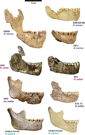 Dmanisi Hominins