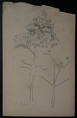 Arbustos - Desmembrado de um caderno de anotações