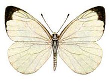 Elodina parthia (ento-csiro-au).jpg