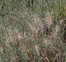 Elymus elymoides clump late-season