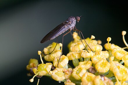 Empidoidea sp. Empidoidea.jpg