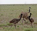 Emu family.jpg