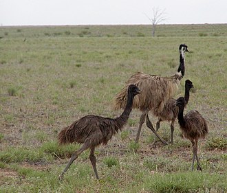 Male with older juveniles