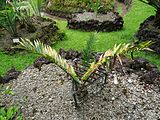 Encephalartos bubalinus, Parque Terra Nostra, Furnas, Azoren