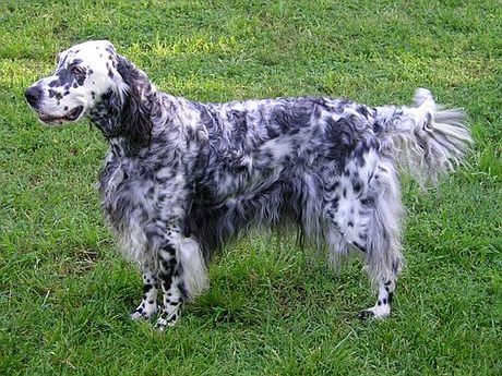 English Setter