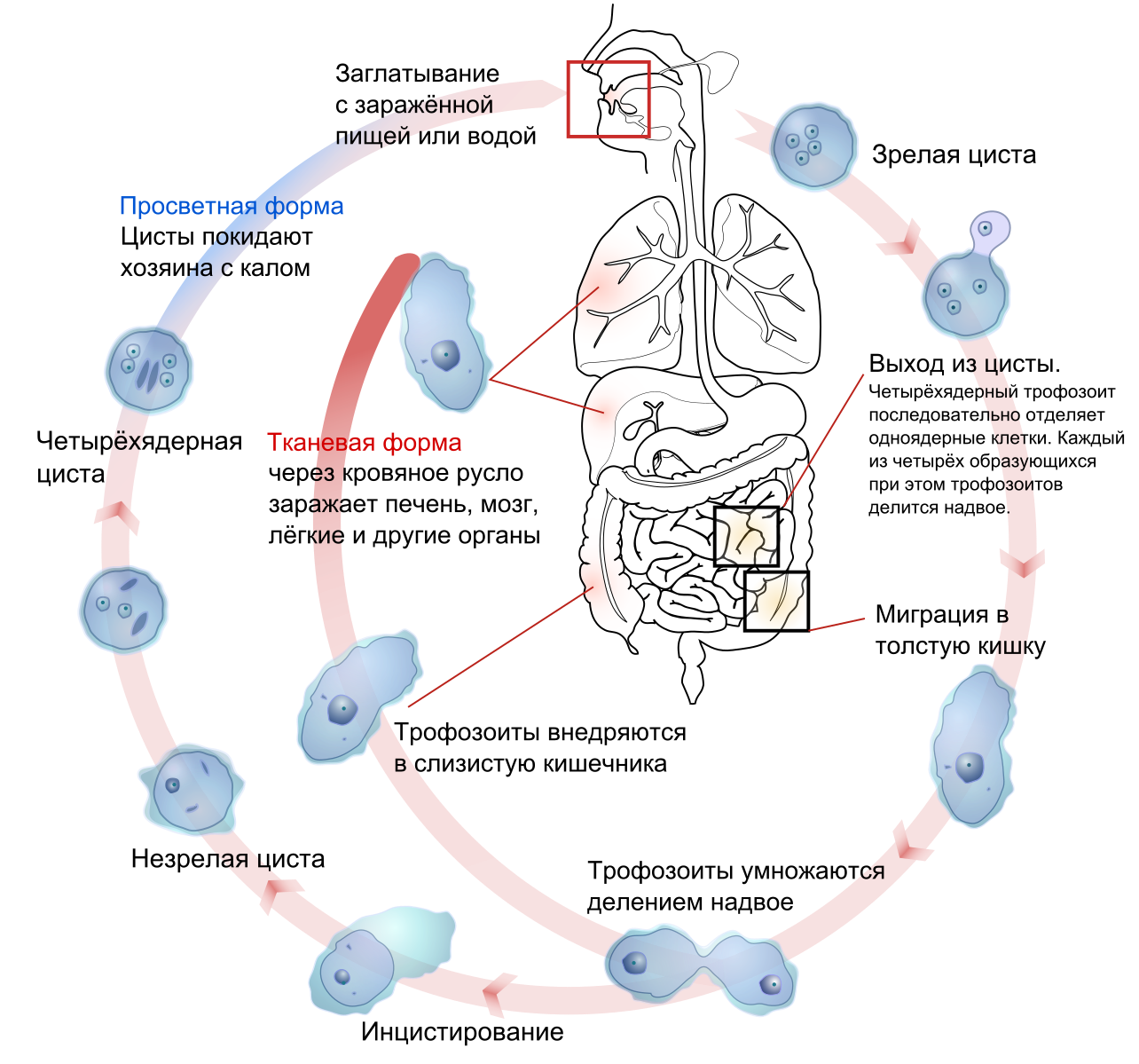 Жизненный цикл дизентерийной амебы схема
