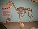 Fossilized skeleton of the Pliocene-Pleistocene horse Equus simplicidens, also known as the Hagerman horse or American zebra Equus simplicidens UMNH.jpg