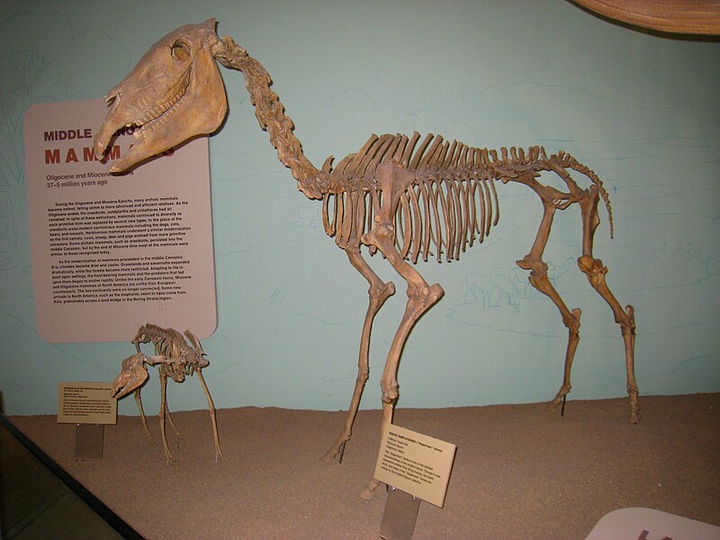 File:Equus simplicidens UMNH.jpg