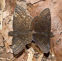 Mating Erynnis brizo.jpg