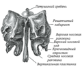 Ethmoid bone front.png
