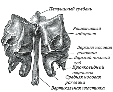 Решётчатая кость