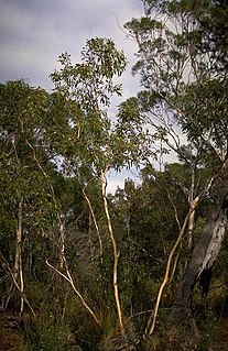 <i>Eucalyptus barberi</i> Species of eucalyptus