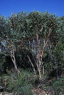 אקליפטוס erectifolia.jpg