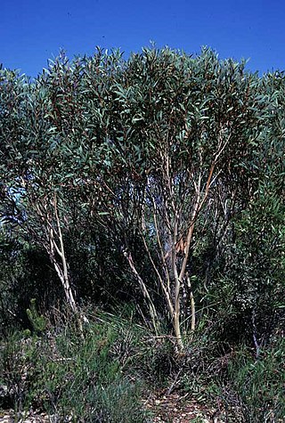 <i>Eucalyptus erectifolia</i> Species of eucalyptus