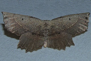 <i>Euchlaena obtusaria</i> Species of moth