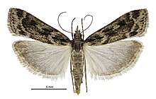 Eudonia illota female.jpg