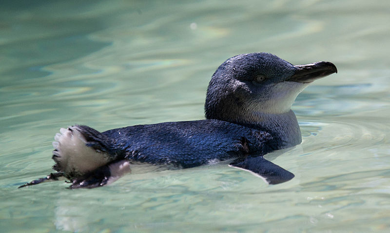 File:Eudyptula minor -Perth Zoo, Australia -swimming-8a (1).jpg