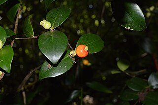 <i>Eugenia palumbis</i> Species of flowering plant
