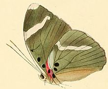 Euphaedra luperca.JPG