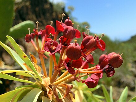 Euphorbia atropurpurea, an endemic flower