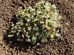 A kép leírása Euphorbia origanoides.jpg.