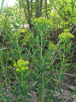 Soo-piimalill (Euphorbis palustris)