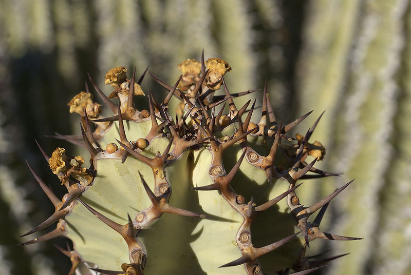 File:Euphorbia virosa (inflorescense).jpg