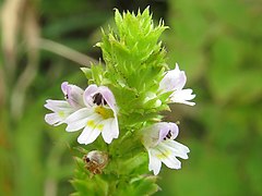 Euphrasia maximowiczii (Japon).