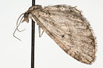 Miniatura para Eupithecia castellata